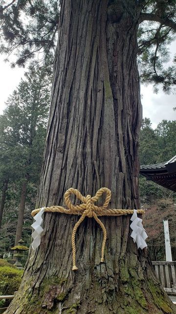 北口本宮浅間神社のご神木