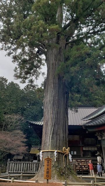 北口本宮浅間神社のご神木