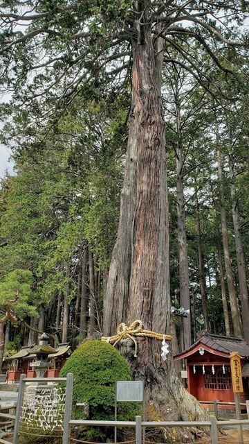 北口本宮浅間神社のご神木