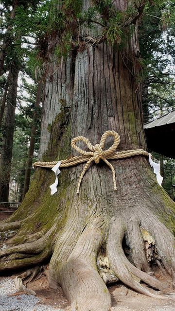 北口本宮浅間神社のご神木