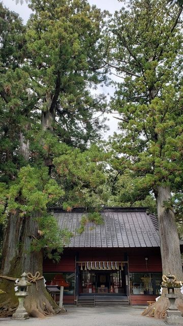 北口本宮浅間神社のご神木