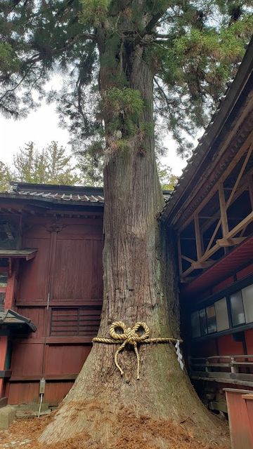 北口本宮浅間神社のご神木