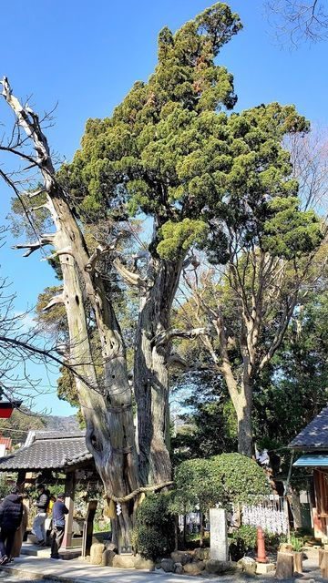 白浜神社