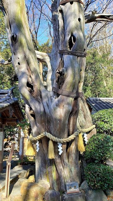 御神木ビャクシン