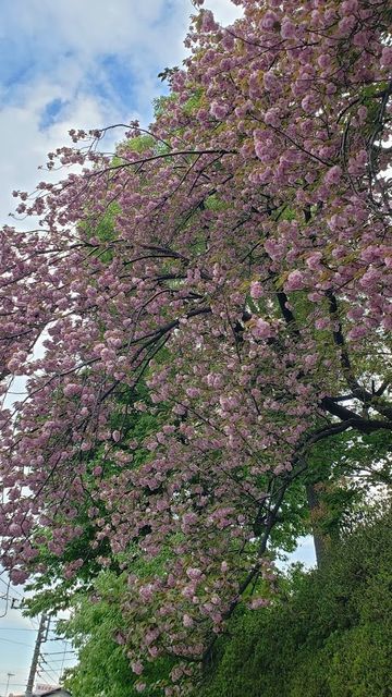 菊名桜山公園の八重桜
