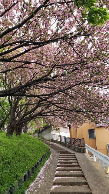 菊名桜山公園の八重桜