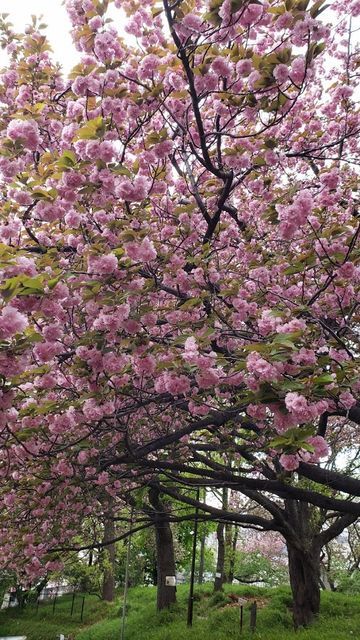 菊名桜山公園の八重桜