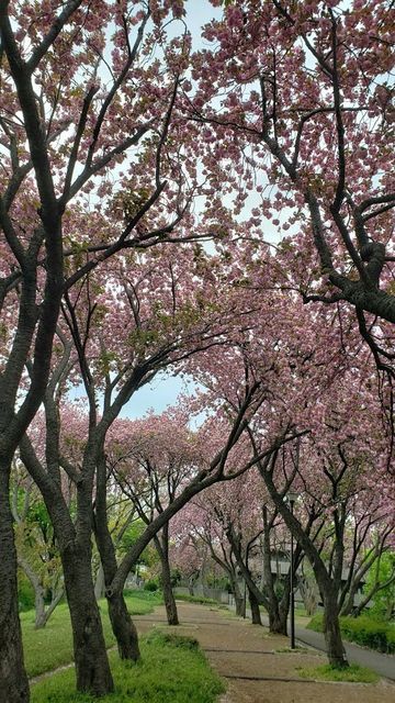 菊名桜山公園の八重桜