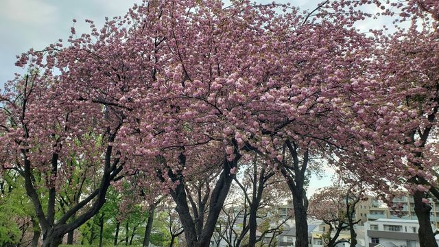 菊名桜山公園の八重桜