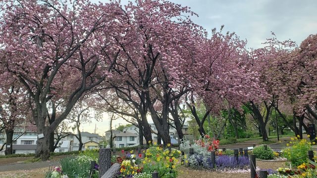 菊名桜山公園の八重桜