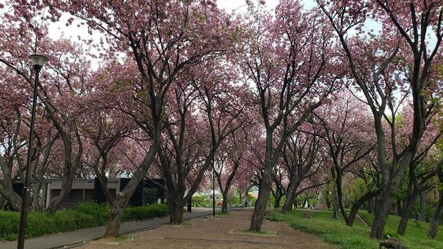 菊名桜山公園の八重桜