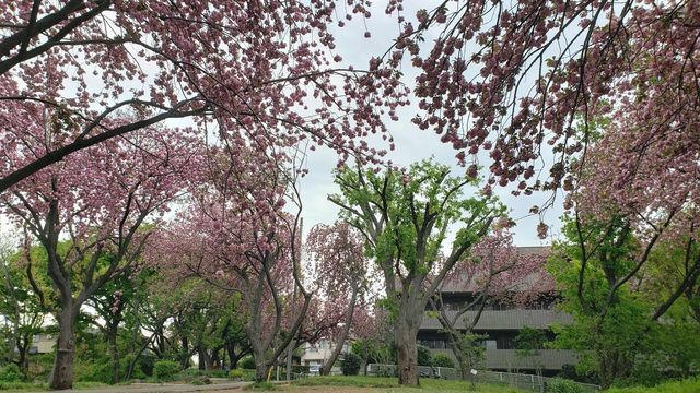 菊名桜山公園の八重桜
