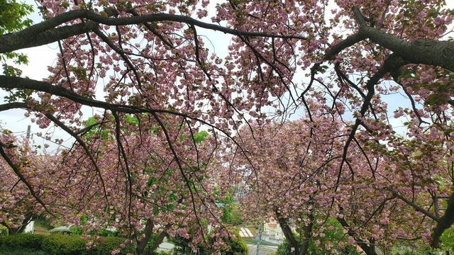 菊名桜山公園の八重桜