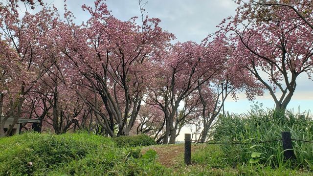 菊名桜山公園の八重桜