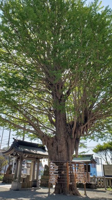 鴨居八幡神社のご神木