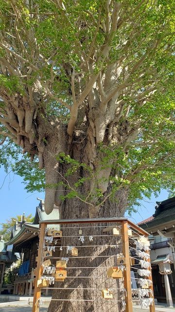 鴨居八幡神社のご神木