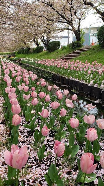 江川せせらぎ緑道