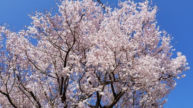 川和町菜の花畑