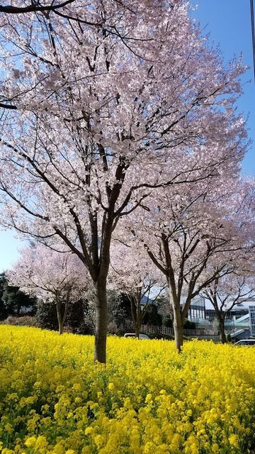 川和町菜の花畑