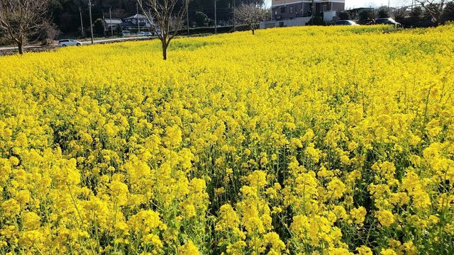 川和町菜の花畑