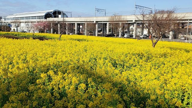 川和町駅の菜の花畑
