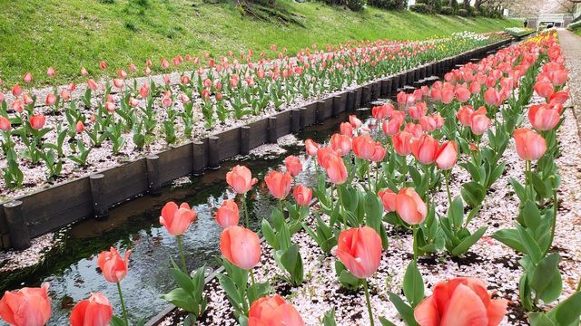 江川せせらぎ緑道