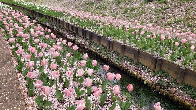 江川せせらぎ緑道
