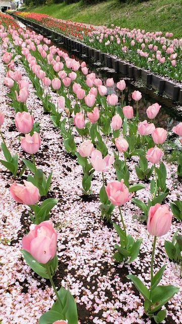 江川せせらぎ緑道