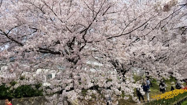 江川せせらぎ緑道