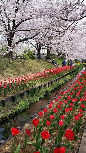 江川せせらぎ緑道