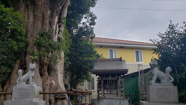 金子稲荷社のタブノキ