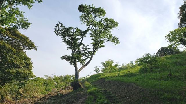 仙元山