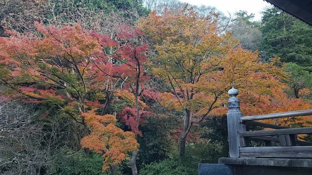 妙本寺
