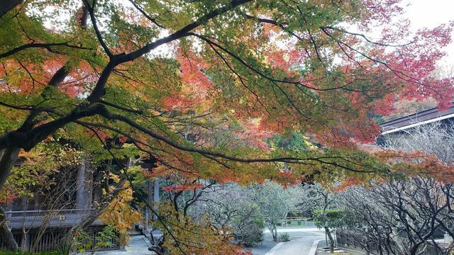 妙本寺