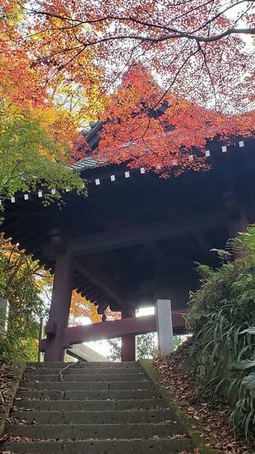 妙本寺
