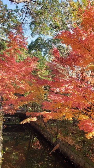 鶴岡八幡宮