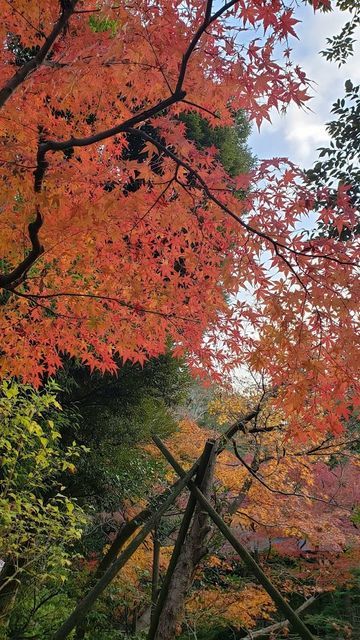 鶴岡八幡宮