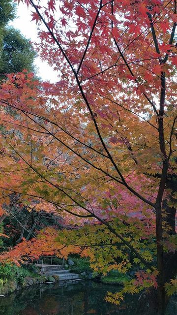 鶴岡八幡宮