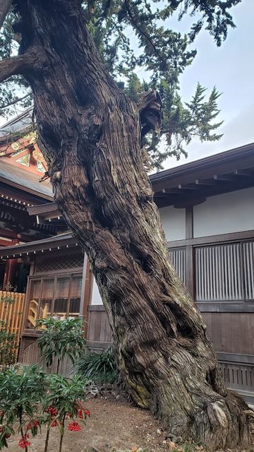 鶴岡八幡宮