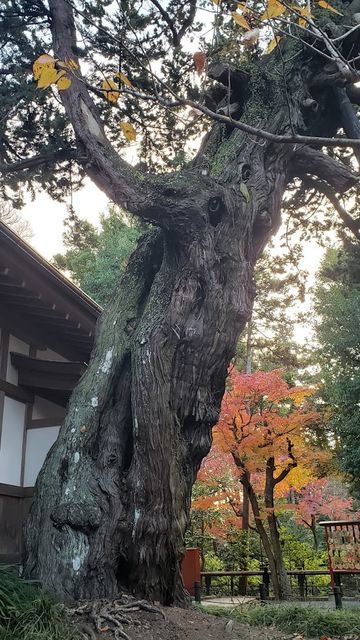 鶴岡八幡宮