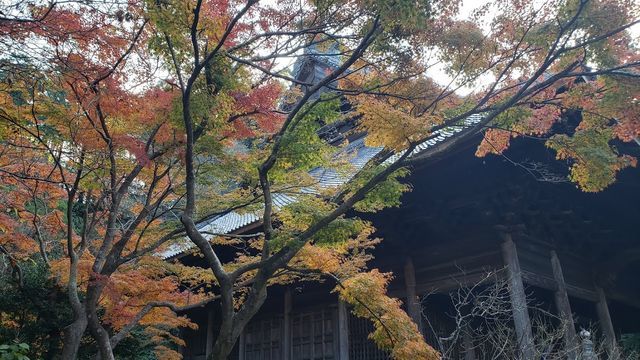 妙本寺