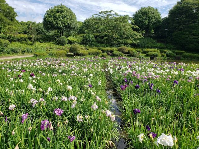 相模原公園