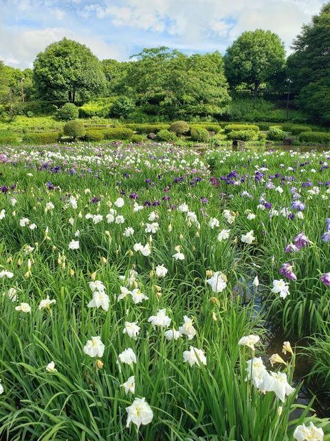 相模原公園