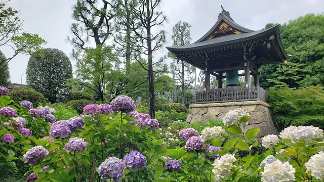 横浜 正覚寺 アジサイの季節が美しい 港北ニュータウン のお寺 ぶらりうぉーかー