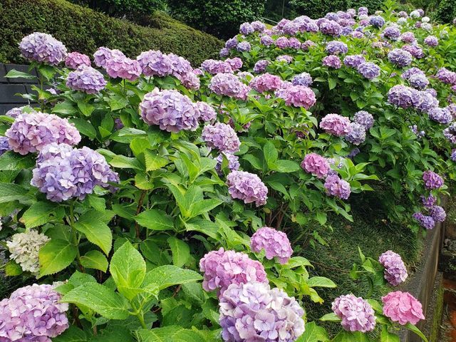 横浜 正覚寺 アジサイの季節が美しい 港北ニュータウン のお寺 ぶらりうぉーかー