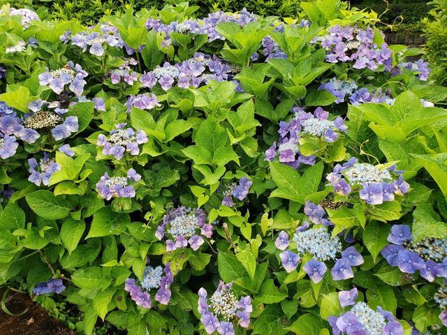 相模原麻溝公園