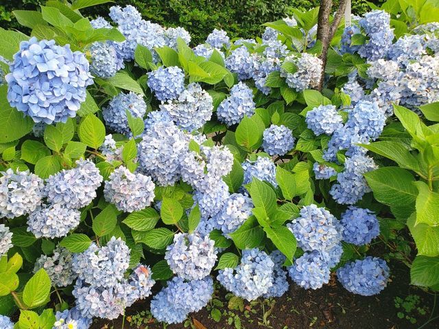 相模原麻溝公園