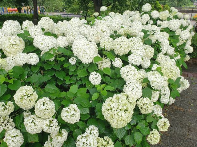 相模原麻溝公園
