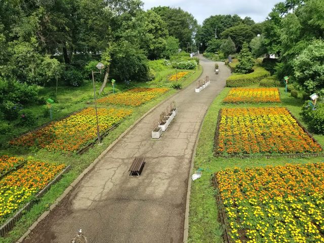 相模原麻溝公園