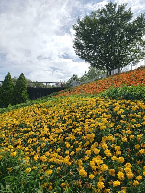 相模原麻溝公園